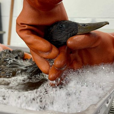 Wildlife experts care for a bird affected by the East Los Angeles oil spill