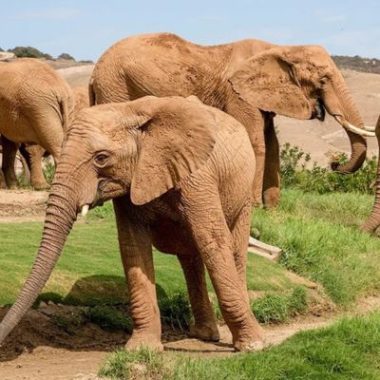 African elephants roaming Elephant Valley at San Diego Zoo Safari Park live cam